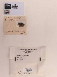 Anthostoma decipiens image