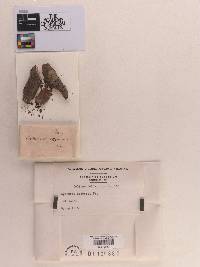Sphaeria deformis image