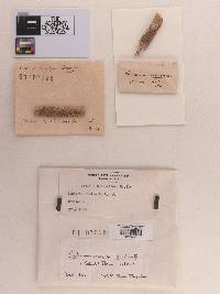 Sphaeria distincta image