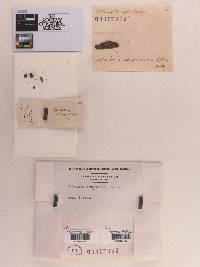 Sphaeria drupivora image