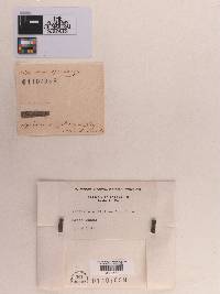 Sphaeria elliptica image