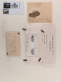 Sphaeria mori-albae image