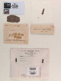 Sphaeria kalmicola image