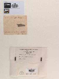 Sphaeria lecythea image