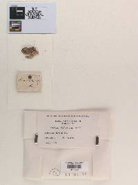 Dyrithium lividum image