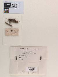 Sphaeria lonicerae image