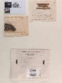 Melomastia mastoidea image