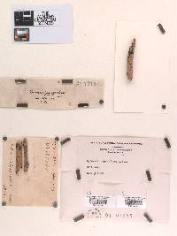 Sphaeria papyriferae image