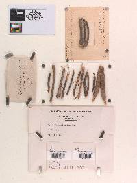 Nodulosphaeria cirsii image