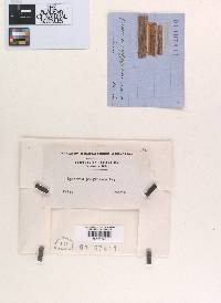 Mycosphaerella polygramma image