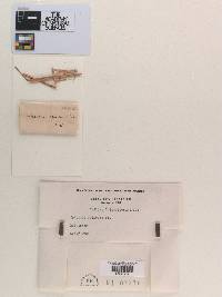 Sphaeria relicina image