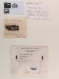 Sphaeria ribesia image