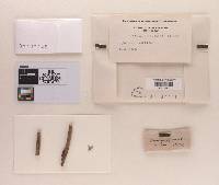 Saccothecium sepincola image