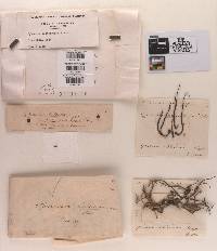 Sphaeria subterranea image