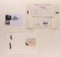 Pyrenula nitida image