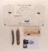 Pseudodichomera varia image