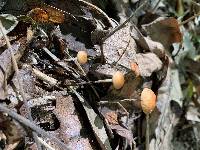 Marasmius siccus image