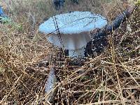 Amanita polypyramis image