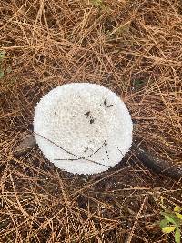 Amanita polypyramis image