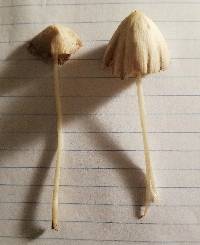 Conocybe apala image