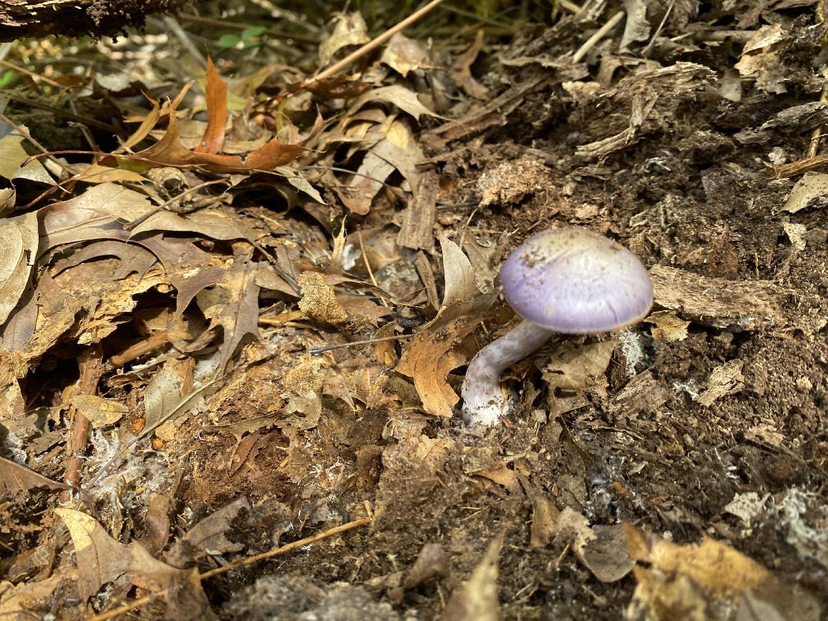 Cortinarius iodeoides image