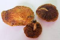 Gymnopilus sapineus image