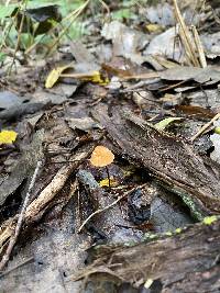 Marasmius siccus image