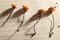 Marasmius siccus image