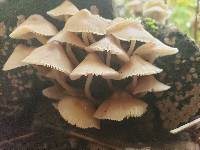 Mycena galericulata image