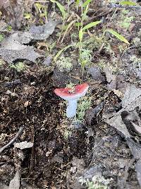 Russula emetica image