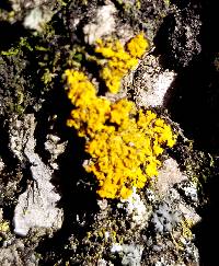 Xanthoria fulva image