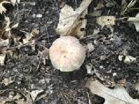 Russula crustosa image