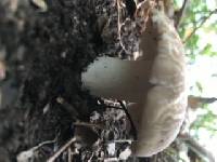 Russula crustosa image