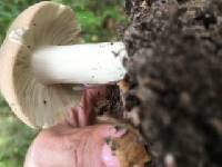 Russula crustosa image