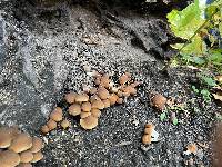 Psathyrella pseudovernalis image