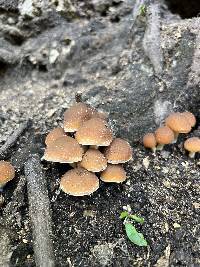 Psathyrella pseudovernalis image