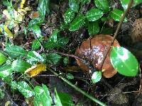 Boletus spadiceus var. gracilis image