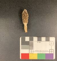 Morchella sceptriformis image