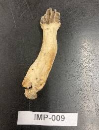 Morchella sceptriformis image