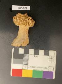 Morchella ulmaria image