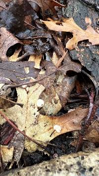 Marasmius felix image