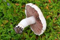 Agaricus argenteus image