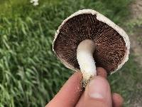 Agaricus argenteus image