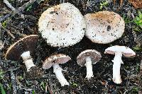 Agaricus bisporus image