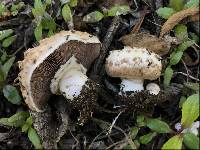 Agaricus bisporus image