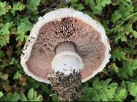 Agaricus bisporus image