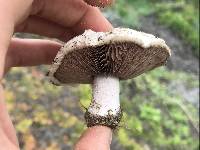 Agaricus devoniensis image