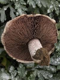 Agaricus devoniensis image