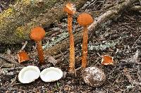 Battarrea phalloides image