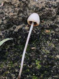 Conocybe apala image